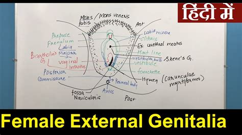 hymen porn|External female genitalia: Anatomy and blood supply 